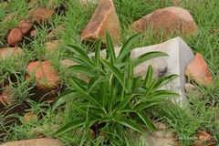 Jatropha heynei